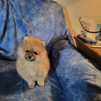 AKC HOPPER, a male Pomeranian for sale in Lovington, NM – Photo 1 of 7