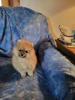 AKC HOPPER, a male Pomeranian for sale in Lovington, NM – Photo 1 of 7