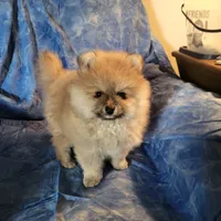 AKC HOPPER, a male Pomeranian for sale in Lovington, NM – Photo 3 of 7