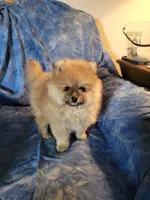 AKC HOPPER, a male Pomeranian for sale in Lovington, NM – Photo 3 of 7