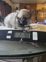 BUSTER AKC "REDUCED", a male Pomeranian for sale in Lovington, NM – 3 of 8