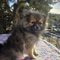 AKC JENNYPOOH, a female Pomeranian for sale in Lovington, NM – Photo 2 of 5