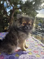 AKC JENNYPOOH, a female Pomeranian for sale in Lovington, NM – Photo 2 of 5