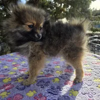 AKC JENNYPOOH, a female Pomeranian for sale in Lovington, NM – Photo 3 of 5