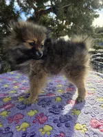 AKC JENNYPOOH, a female Pomeranian for sale in Lovington, NM – Photo 3 of 5