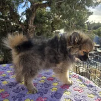 AKC JENNYPOOH, a female Pomeranian for sale in Lovington, NM – Photo 4 of 5