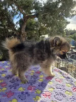 AKC JENNYPOOH, a female Pomeranian for sale in Lovington, NM – Photo 4 of 5