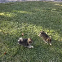 AKC JENNYPOOH, a female Pomeranian for sale in Lovington, NM – Photo 5 of 5