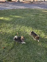 AKC JENNYPOOH, a female Pomeranian for sale in Lovington, NM – Photo 5 of 5