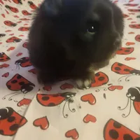 AKC BETTY'S LIL GIRL BOOB BOOB, a female Pomeranian for sale in Lovington, NM – Photo 7 of 10