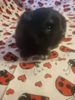 processed/7a60c1b4-9931-41f4-9cb5-3ef1536b48cc/listing/54f68ab7-d00c-4a90-a52f-a66c83d0669a/1682a777-0b06-48e3-a09f-42ff1ee97e8b