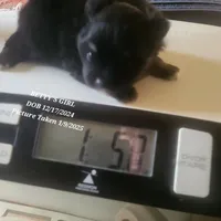 AKC BETTY'S LIL GIRL BOOB BOOB, a female Pomeranian for sale in Lovington, NM – Photo 3 of 10