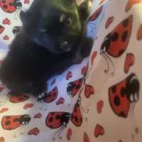 AKC BETTY'S LIL GIRL BOOB BOOB, a female Pomeranian for sale in Lovington, NM – Photo 9 of 10