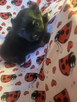 processed/7a60c1b4-9931-41f4-9cb5-3ef1536b48cc/listing/54f68ab7-d00c-4a90-a52f-a66c83d0669a/5beddd8d-b999-43fe-9013-fe2ae1326ea5