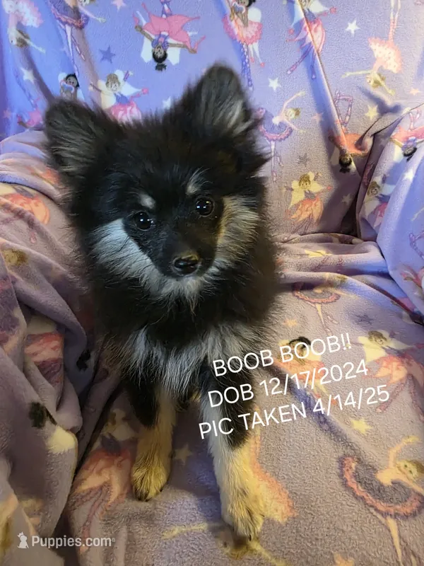 AKC BETTY'S LIL GIRL BOOB BOOB