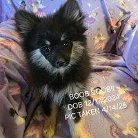 AKC BETTY'S LIL GIRL BOOB BOOB, a female Pomeranian for sale in Lovington, NM – Photo 1 of 10