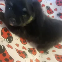 AKC BETTY'S LIL GIRL BOOB BOOB, a female Pomeranian for sale in Lovington, NM – Photo 4 of 10