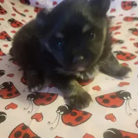 AKC BETTY'S LIL GIRL BOOB BOOB, a female Pomeranian for sale in Lovington, NM – Photo 10 of 10