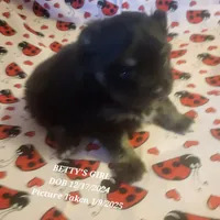 AKC BETTY'S LIL GIRL BOOB BOOB, a female Pomeranian for sale in Lovington, NM – Photo 6 of 10