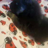 AKC BETTY'S LIL GIRL BOOB BOOB, a female Pomeranian for sale in Lovington, NM – Photo 2 of 10