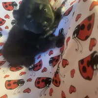 AKC BETTY'S LIL GIRL BOOB BOOB, a female Pomeranian for sale in Lovington, NM – Photo 8 of 10