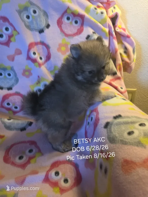 BETSY AKC "REDUCED" – Pomeranian puppy for sale in Lovington, NM