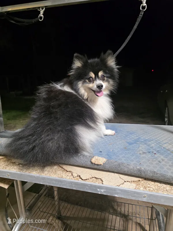  JIMMINE CRICKET "REDUCED" – Pomeranian puppy for sale in Lovington, NM