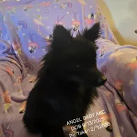 AKC ANGEL BABY, a female Pomeranian for sale in Lovington, NM – Photo 2 of 9