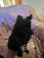 AKC ANGEL BABY, a female Pomeranian for sale in Lovington, NM – Photo 2 of 9