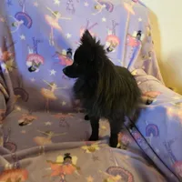 AKC ANGEL BABY, a female Pomeranian for sale in Lovington, NM – Photo 8 of 9