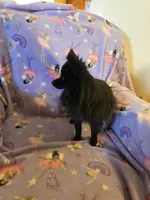 AKC ANGEL BABY, a female Pomeranian for sale in Lovington, NM – Photo 8 of 9