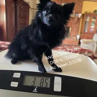 AKC ANGEL BABY, a female Pomeranian for sale in Lovington, NM – Photo 1 of 9