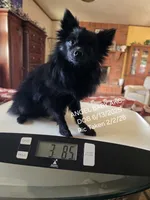 AKC ANGEL BABY, a female Pomeranian for sale in Lovington, NM – Photo 1 of 9