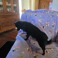 AKC ANGEL BABY, a female Pomeranian for sale in Lovington, NM – Photo 9 of 9