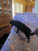 AKC ANGEL BABY, a female Pomeranian for sale in Lovington, NM – Photo 9 of 9