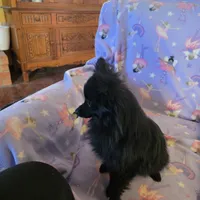 AKC ANGEL BABY, a female Pomeranian for sale in Lovington, NM – Photo 4 of 9