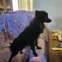 AKC ANGEL BABY, a female Pomeranian for sale in Lovington, NM – Photo 7 of 9