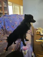 AKC ANGEL BABY, a female Pomeranian for sale in Lovington, NM – Photo 7 of 9