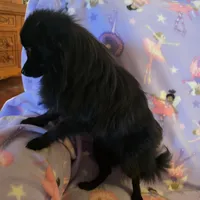 AKC ANGEL BABY, a female Pomeranian for sale in Lovington, NM – Photo 5 of 9