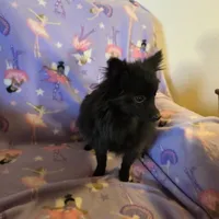 AKC ANGEL BABY, a female Pomeranian for sale in Lovington, NM – Photo 3 of 9