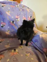 AKC ANGEL BABY, a female Pomeranian for sale in Lovington, NM – Photo 3 of 9