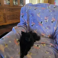 AKC ANGEL BABY, a female Pomeranian for sale in Lovington, NM – Photo 6 of 9