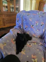 AKC ANGEL BABY, a female Pomeranian for sale in Lovington, NM – Photo 6 of 9