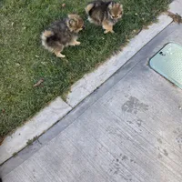 AKC JOEDEE, a female Pomeranian for sale in Lovington, NM – Photo 3 of 3