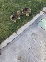 AKC JOEDEE, a female Pomeranian for sale in Lovington, NM – Photo 3 of 3