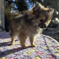 AKC JOEDEE, a female Pomeranian for sale in Lovington, NM – Photo 1 of 3