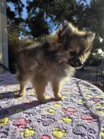 AKC JOEDEE, a female Pomeranian for sale in Lovington, NM – Photo 1 of 3