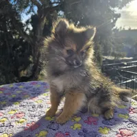 AKC JOEDEE, a female Pomeranian for sale in Lovington, NM – Photo 2 of 3