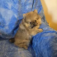 LARRY AKC, a male Pomeranian for sale in Lovington, NM – Photo 1 of 10