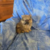 LARRY AKC, a male Pomeranian for sale in Lovington, NM – Photo 4 of 10